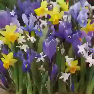 Rockery Collection 1